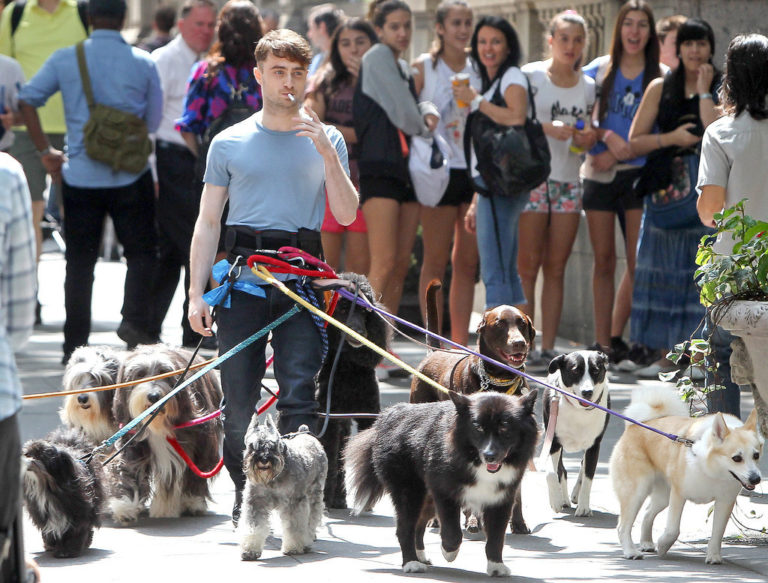 Daniel Radcliffe Walking Dogs