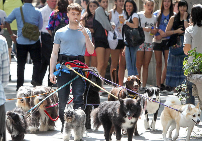 Daniel Radcliffe Walking Dogs