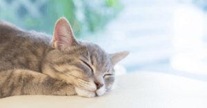Snoring In Cats – Is It Normal For Cats To Snore?