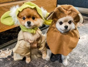 100+ Star Wars Dog Names For Male And Female Pooches