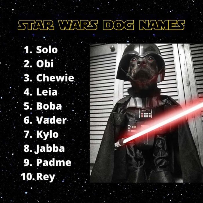 star wars dog names