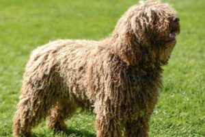 10 Shaggy Dog Breeds You Would Like If You Like Hairy Dogs