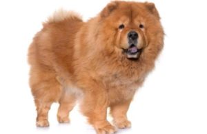 10 Chinese Dog Breeds – From Shar Pei To Chow Chow