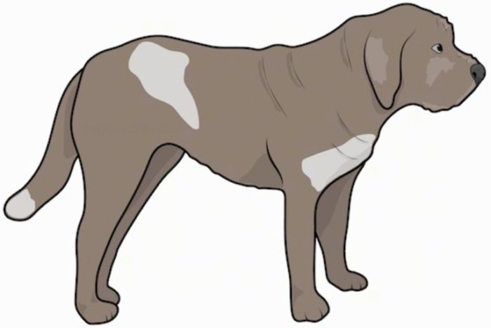 Molossian Dog.
