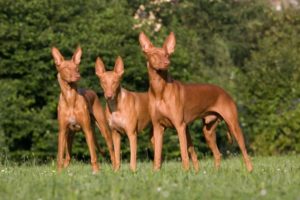 Egyptian Dog Breeds; 6 Dogs That Originated From Egypt
