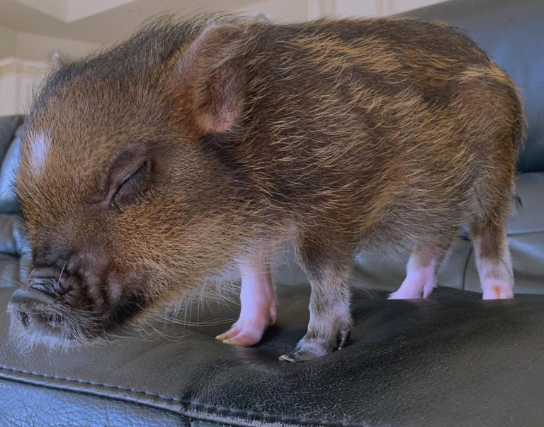 Ariana Grande Pig - Piggy Smallz