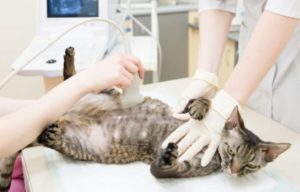 Pregnancy Tests For Cats – Are They Reliable?