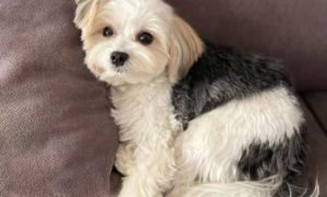 How Long Do Morkies Live? Breed Information And Facts